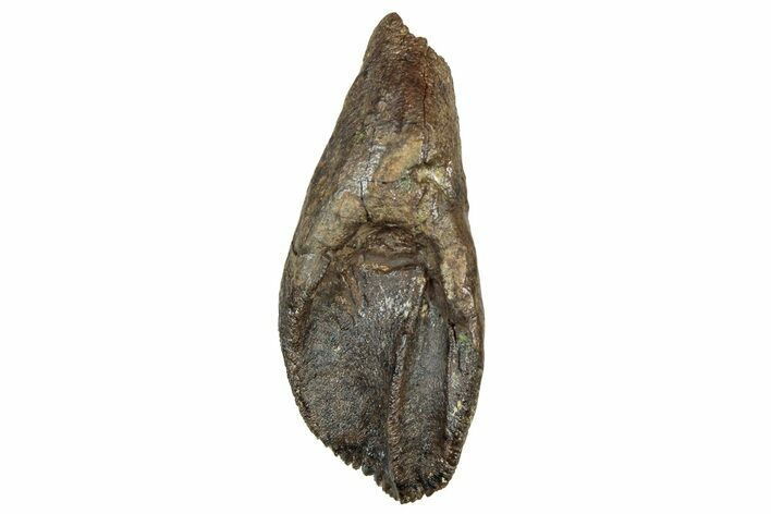 Fossil Ceratopsian Dinosaur Rooted Tooth - Judith River Fm #303580